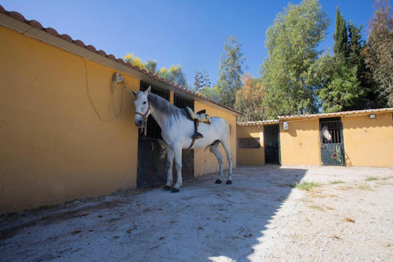 Bungalows-Casas Rurales Da Luigi-4 Adultos-2 Dormitorios-Piscina-Paseos A Caballo-Cartama-Malaga Exterior foto